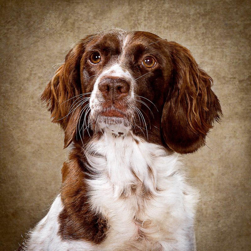 Navarro Fotógrafos Burriana Mascotas