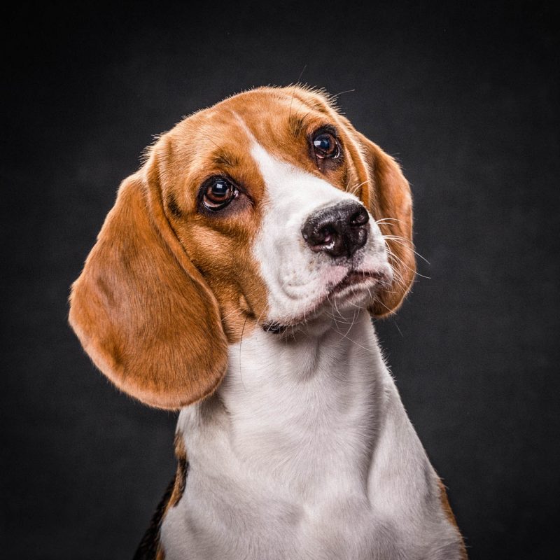 Navarro Fotógrafos Burriana Mascotas