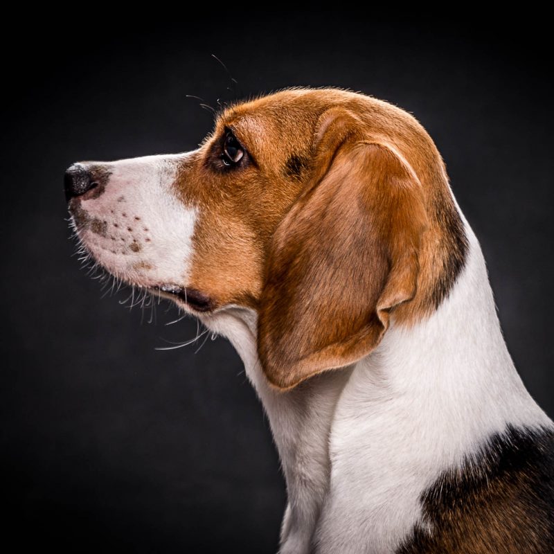 Navarro Fotógrafos Burriana Mascotas