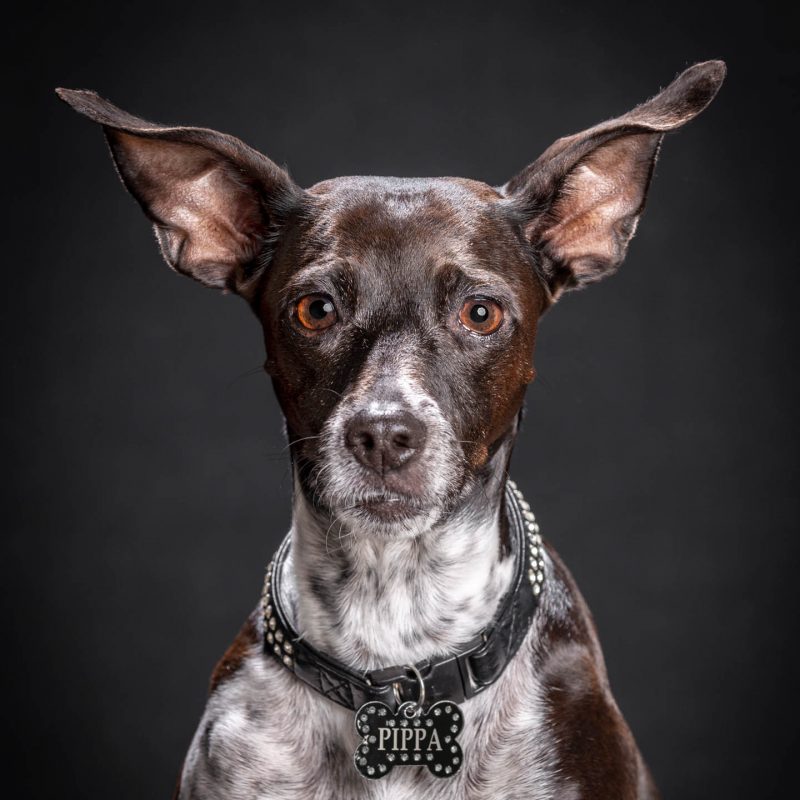 Navarro Fotógrafos Burriana Mascotas